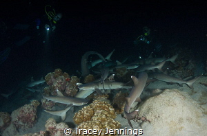 Probably the best night dive in the world ... by Tracey Jennings 